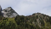 Zwieselalm